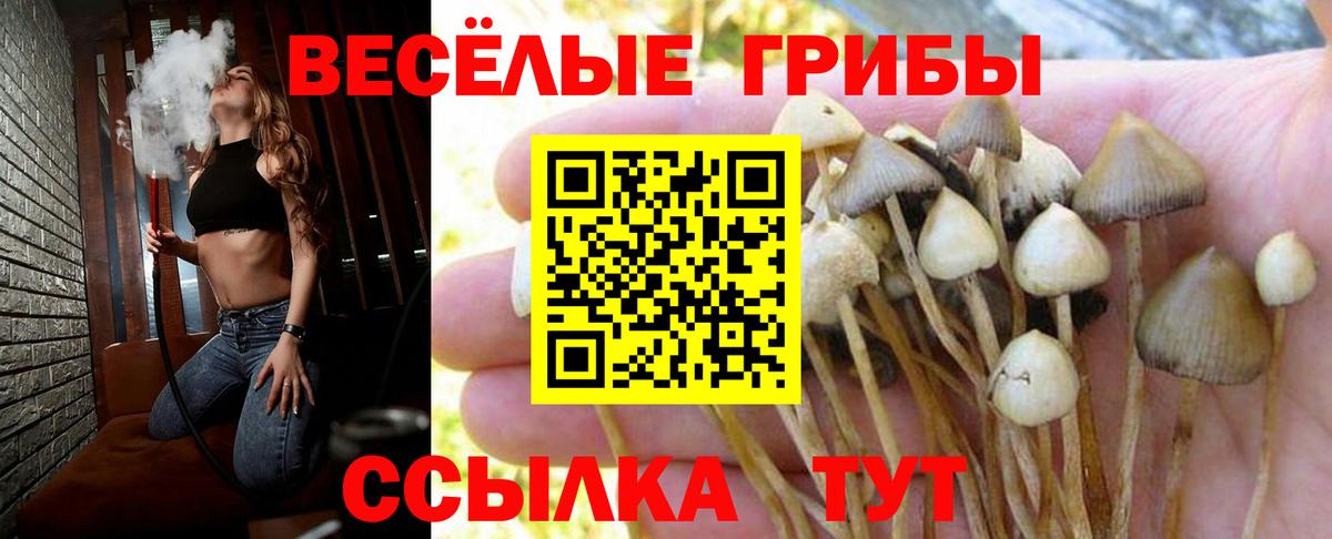 Владикавказ  Псилоцибиновые грибы мицелий  Вход с VPN  Псилоцибиновые грибы прущие грибы 